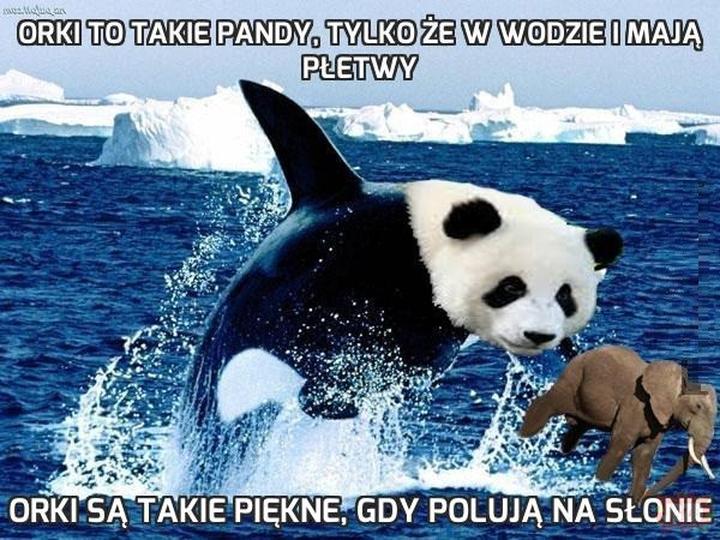 Akordy Orki z Majorki dla początkujących