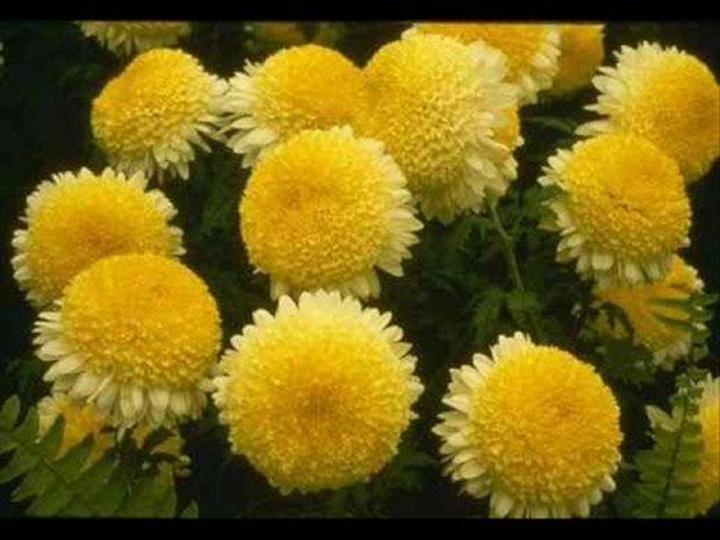 Chryzantemy złociste akordy gitarowe