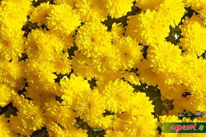 Historia piosenki 1939 polskie tango