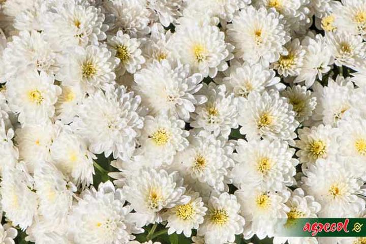 Łatwe chwyty gitara dla początkujących