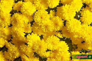 Zagraj Chryzantemy Złociste W Prosty Sposób – Łatwe Chwyty Gitarowe dla Każdego