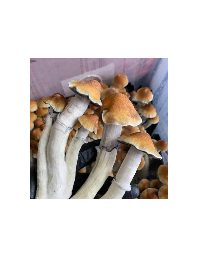 Usługi streamingowe muzyki